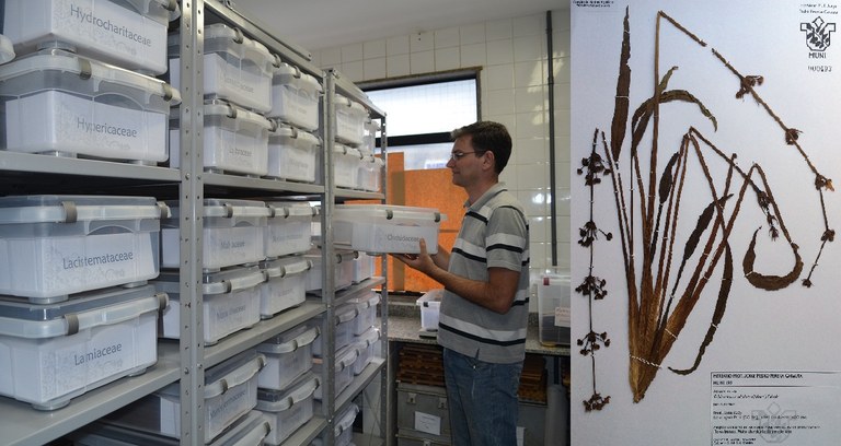 Á esquerda, o curador Joel Campos de Paula, entre as coleções do Herbário; à direita, uma das amostras depositadas na unidade (Fotos: Comso e divulgação)