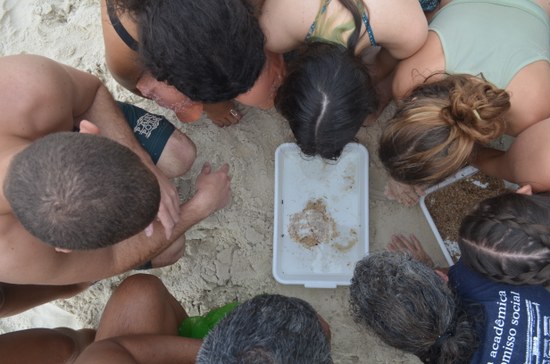 Grupo observa as espécies Excirolana braziliensis (tatuzinho da praia) e Atlanthorchestoidea brasiliensis (pulga d'água). Foto: Comso/UNIRIO