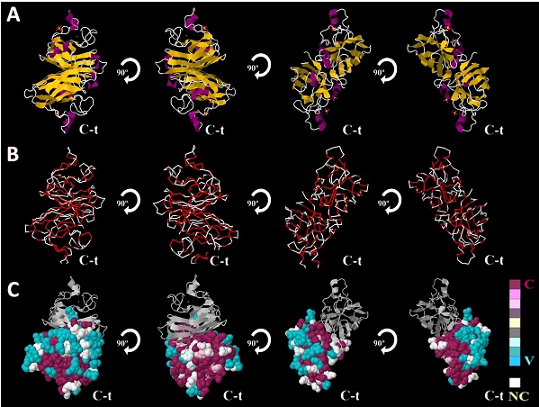 Estruturas das proteínas mutantes