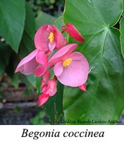 Begonia coccinea - prancha