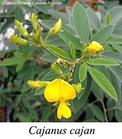 Cajanus cajan - prancha