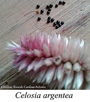 Celosia argentea - prancha