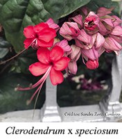 Clerodendrum x speciosum - prancha