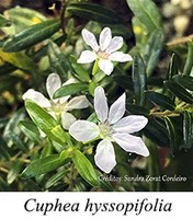 Cuphea hyssopifolia - prancha