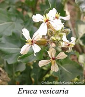 Eruca vesicaria - prancha