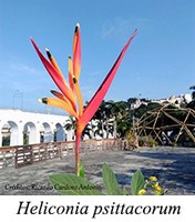 Heliconia psittacorum - prancha