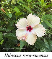 Hibiscus rosa-sinensis - prancha