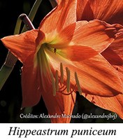 Hippeastrum puniceum - prancha