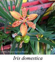 Iris domestica - prancha