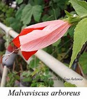 Malvaviscus arboreus - prancha