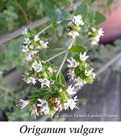 Origanum vulgare - prancha