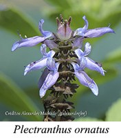 Plectranthus ornatus - prancha
