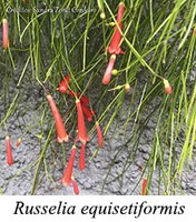 Russelia equisetiformis - prancha