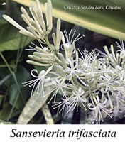 Sansevieria trifasciata - prancha