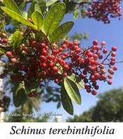 Schinus terebinthifolia - prancha