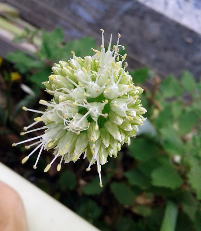 Allium fistulosum - Canto das Flores 1