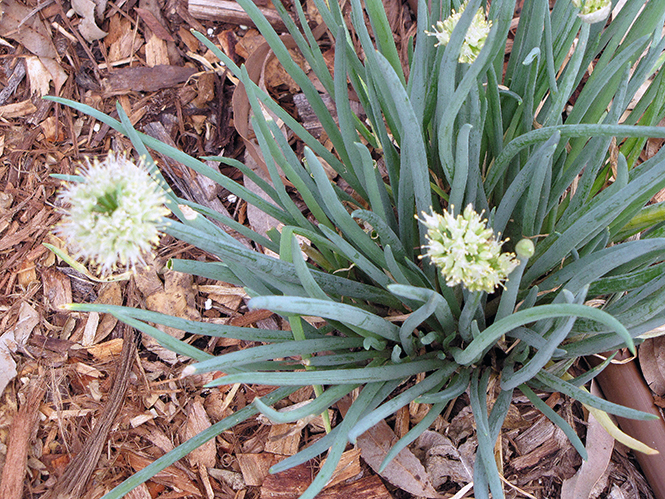 Allium fistulosum - Canto das Flores - Forest e Kim Starr 5