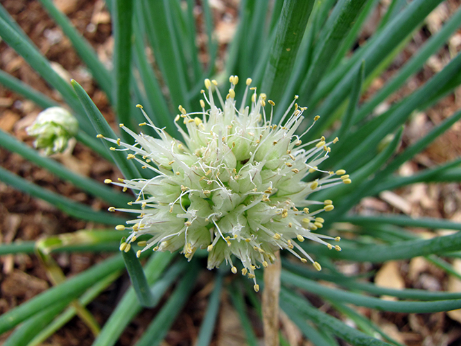 Allium fistulosum - Canto das Flores - Forest e Kim Starr 6