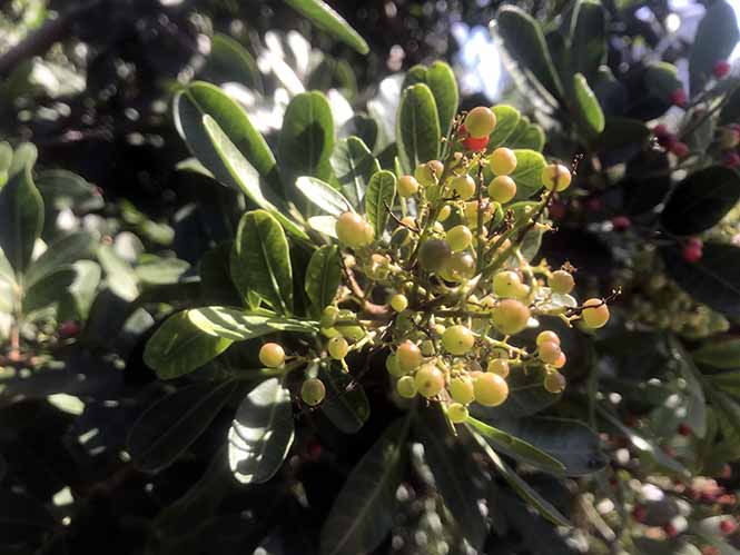 Aroeira - Schinus terebinthifolia - Canto das Flores 5
