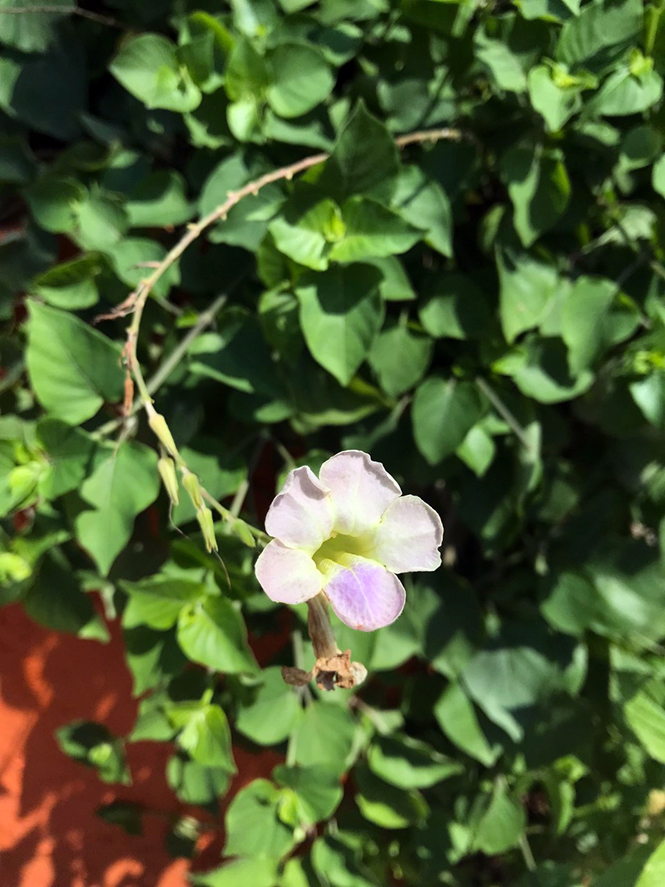 Asystasia gangetica Canto das Flores 1
