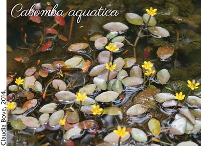 Cabomba aquatica