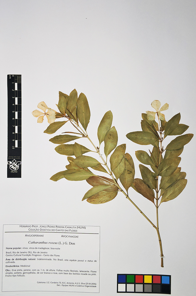 Catharanthus roseus - Exsicata