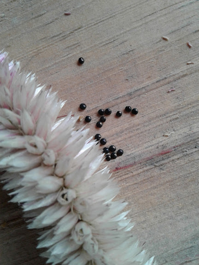 Celosia argentea - Canto das Flores 4