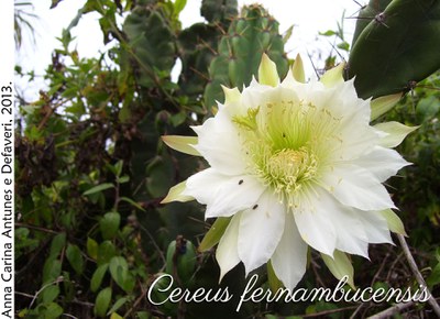 Cereus fernambucensis