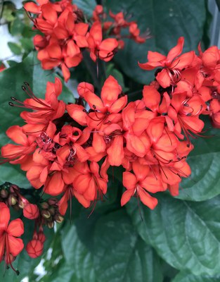 Clerodendrum splendens - Canto das Flores 4