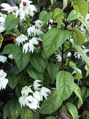 Clerodendrum thomsoniae - Canto das Flores 6