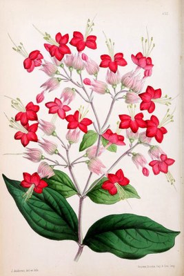 Clerodendrum x speciosum - Canto das Flores 8