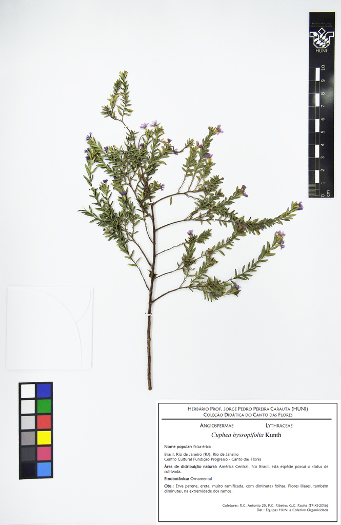 Cuphea hyssopifolia - Exsicata