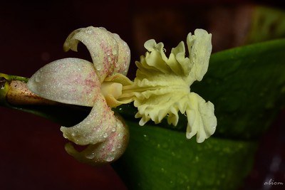 Dendrobium plicatile