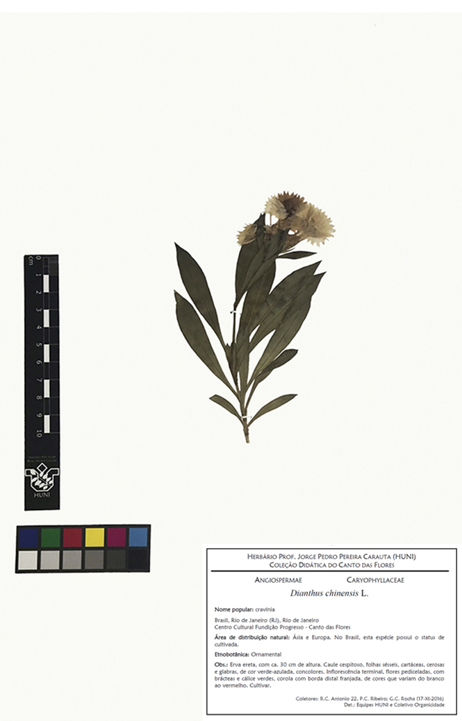 Dianthus chinensis - Exsicata