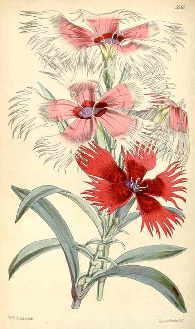 Dianthus chinensis in Curtis Botanical Magazine