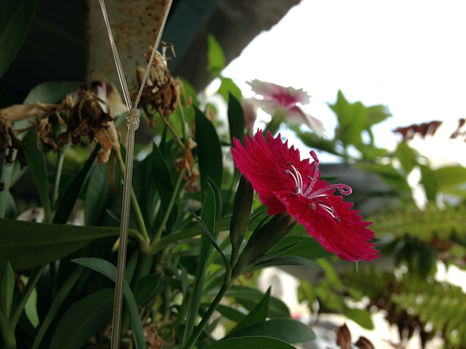 Dianthus chinensis - Organicidade - Canto das Flores 7