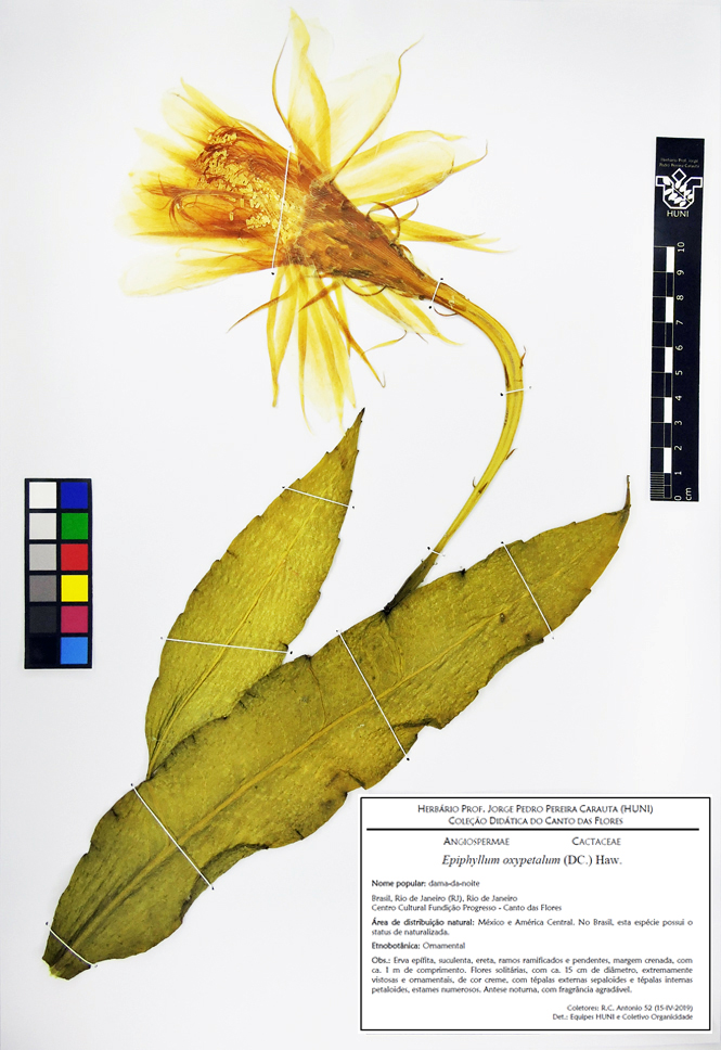 Epiphyllum oxypetalum - exsicata com etiqueta corrigida