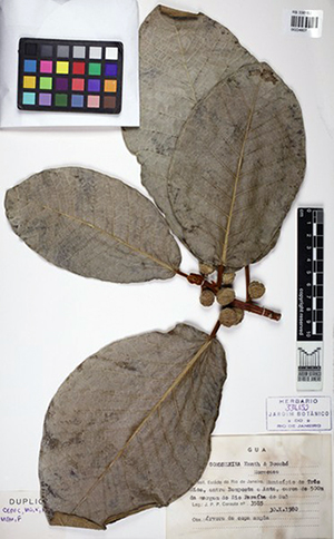 Ficus gameleira - 90 anos