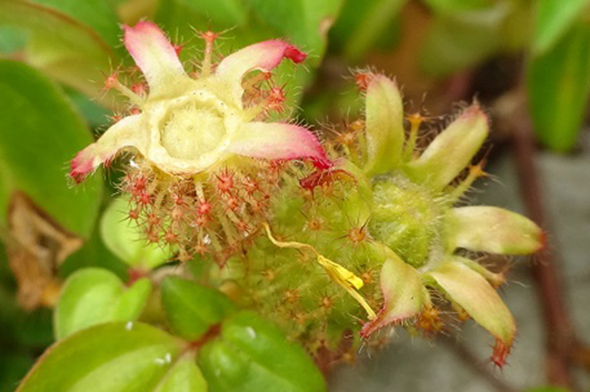 Heterotis rotundifolia - Canto das Flores 9 -© www.NatureLoveYou.sg