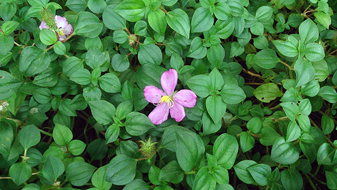 Heterotis rotundifolia - Mokkie - Canto das Flores 3