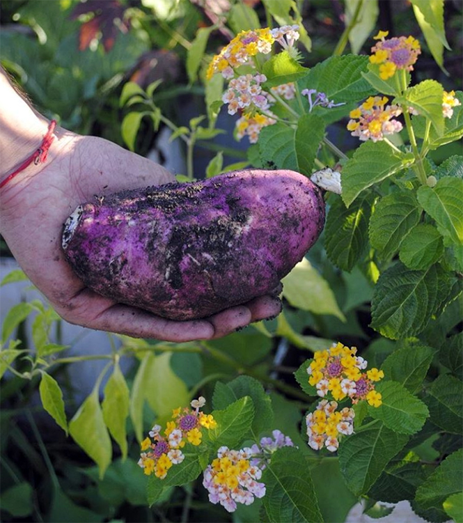 Ipomoea batatas - Organicidade - Canto das Flores 10