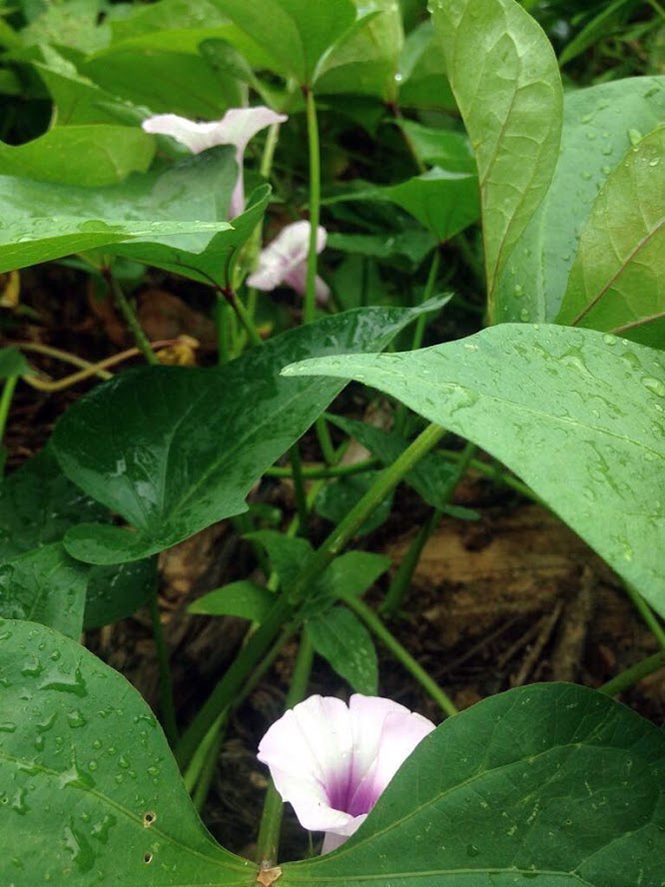 Ipomoea batatas - Organicidade - Canto das Flores 4