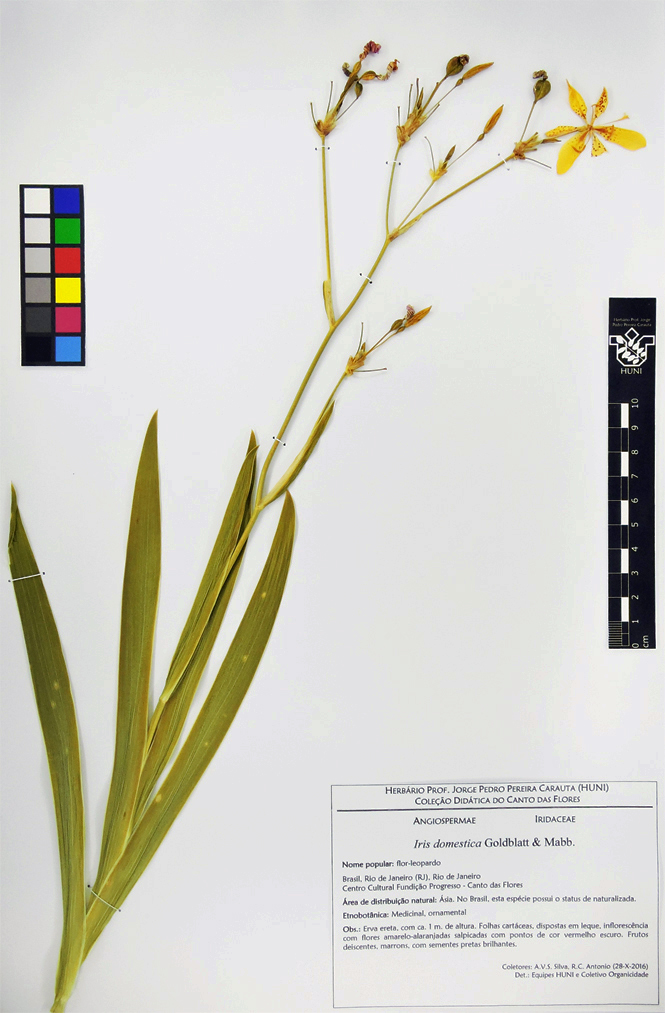 Iris domestica - Exsicata