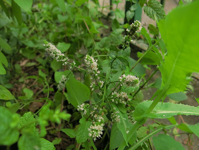 Mentha spicata - Organicidade - Canto das Flores 4