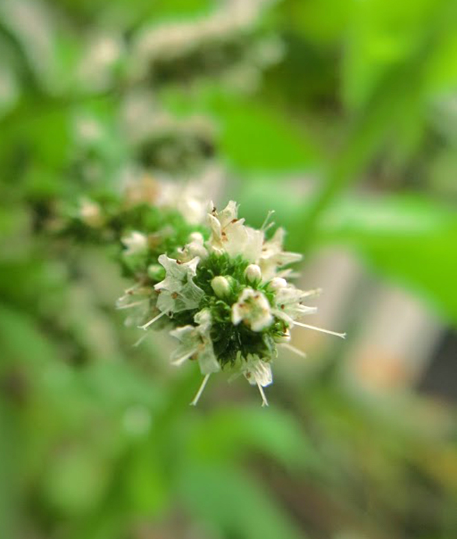 Mentha spicata - Organicidade - Canto das Flores 5