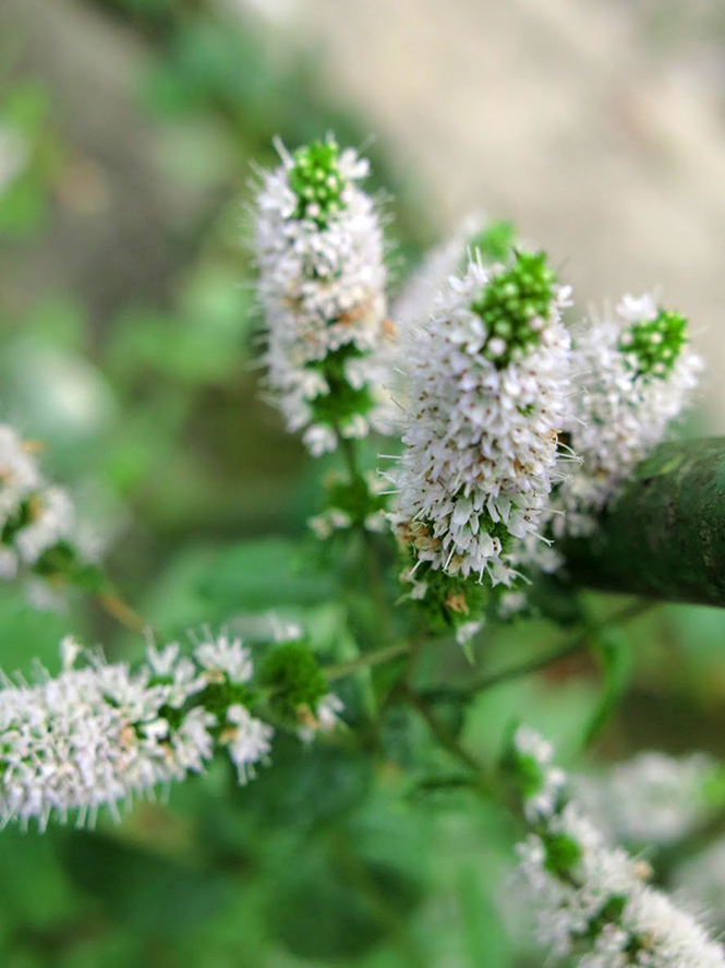 Mentha spicata - Organicidade - Canto das Flores 6