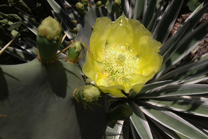 Opuntia dillenii - Canto das Flores 2