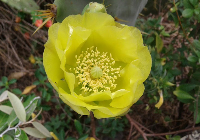 Opuntia dillenii - Canto das Flores 4