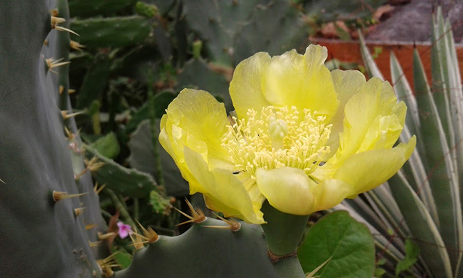 Opuntia dillenii - Canto das Flores 5