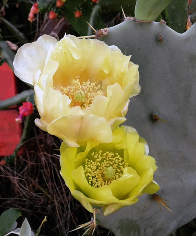 Opuntia dillenii - Canto das Flores 6